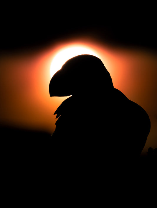 Sunset Puffin