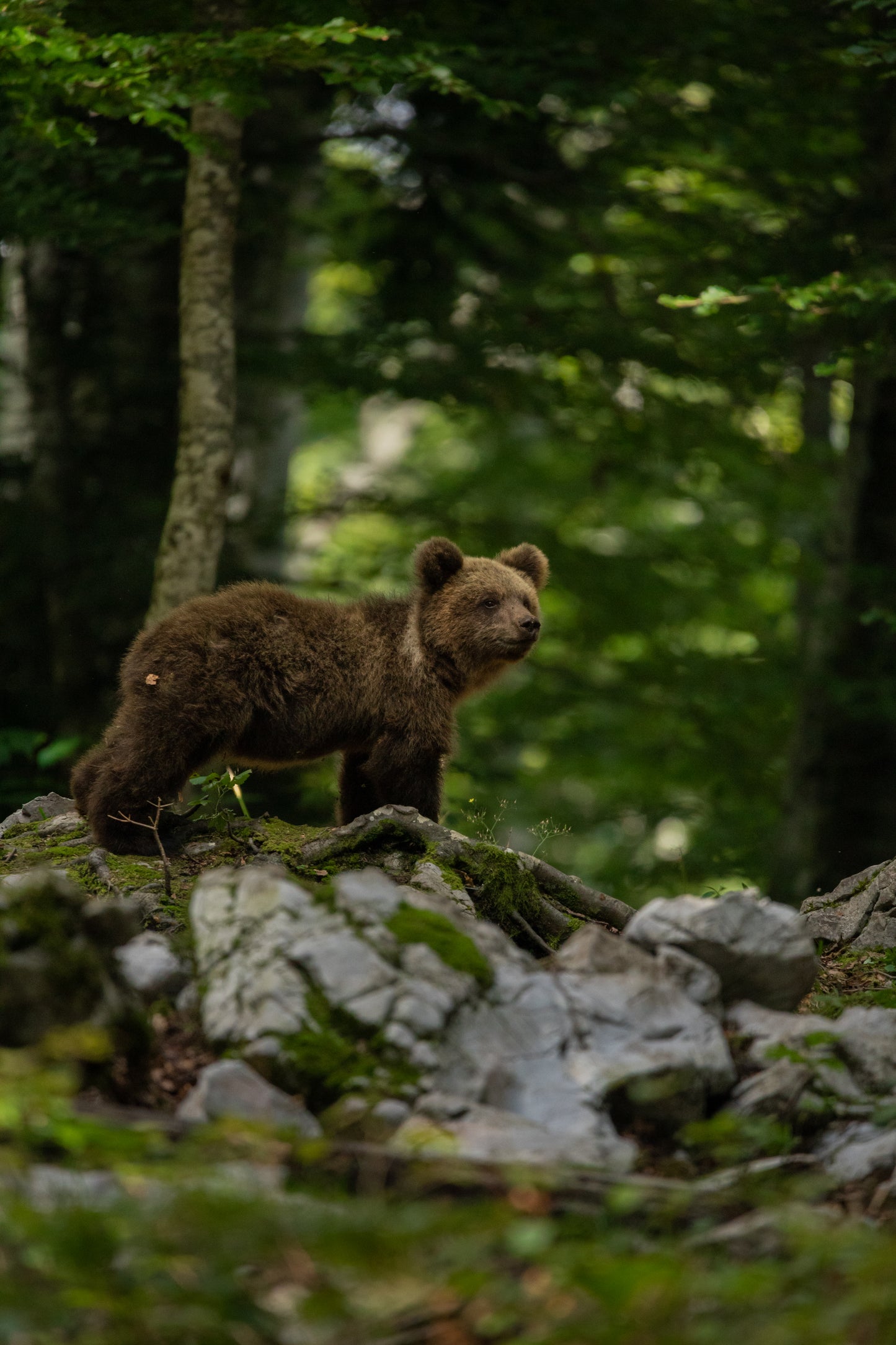 Forest Child